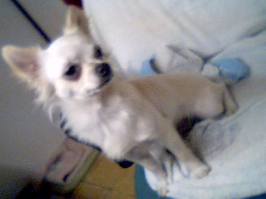 Soy de pelo largo y todo muy blanquito. Soy de pelo largo y todo muy blanquito.